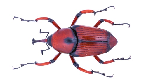 Preview: Beautiful insects collection: Cyrtotrachelus longimanus (Fabricius, 1775)