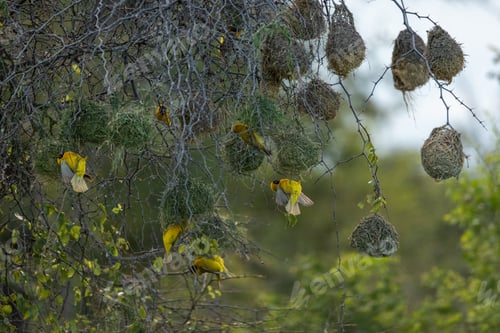 Preview: Lesser-masked weavers, Ploceus intermedius, building nests.