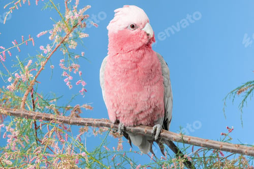 Preview: bird, cockatoo galah, parrot, pet