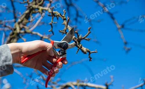 Preview: pruning branches with pruning shears.