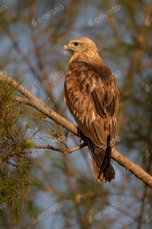 Preview: Marsh harrier