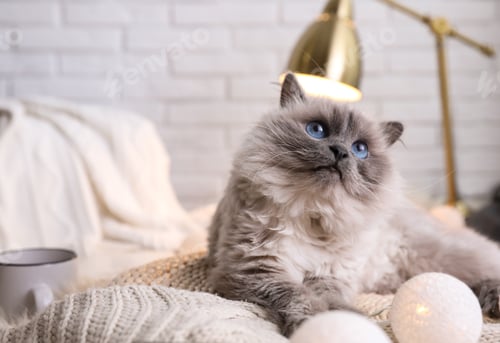 Preview: Beautiful Birman cat at home. Cute pet