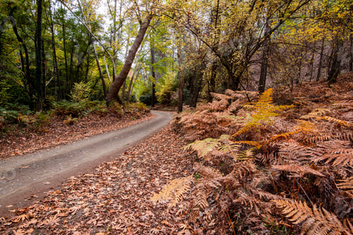 Preview: Empty road in a valley in autumn with trees and leaves. Seasonal landscape