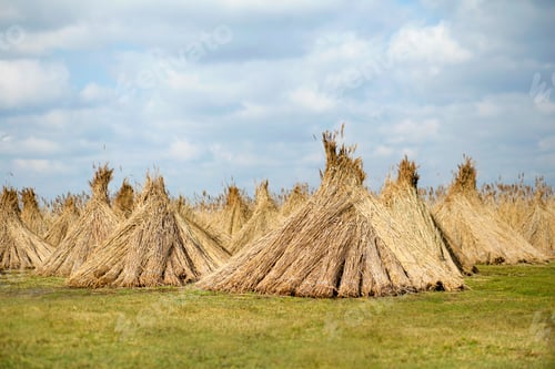 Preview: Reed crop