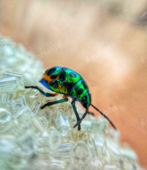 Preview: Bug walking