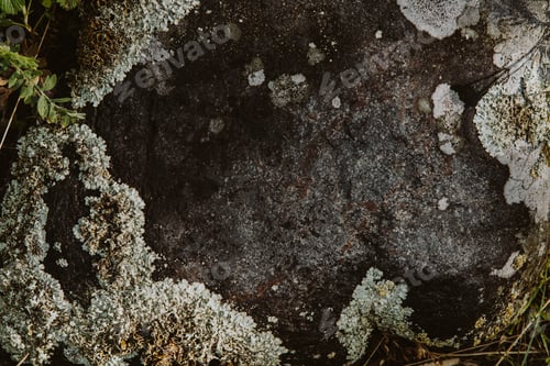 Preview: Organic abstract backdrop stone texture with moss and plants