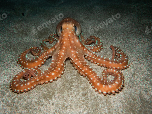 Preview: Symmetric octopus