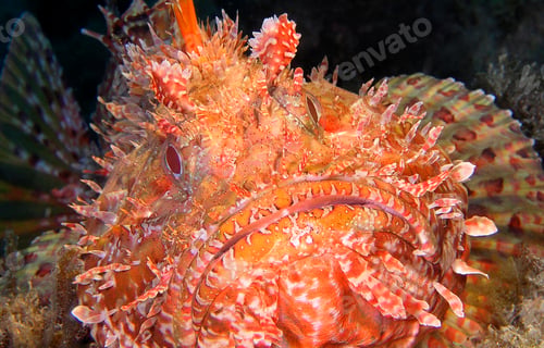 Preview: Red Scorpionfish, Cabo Cope Puntas del Calnegre Regional Park, Spain