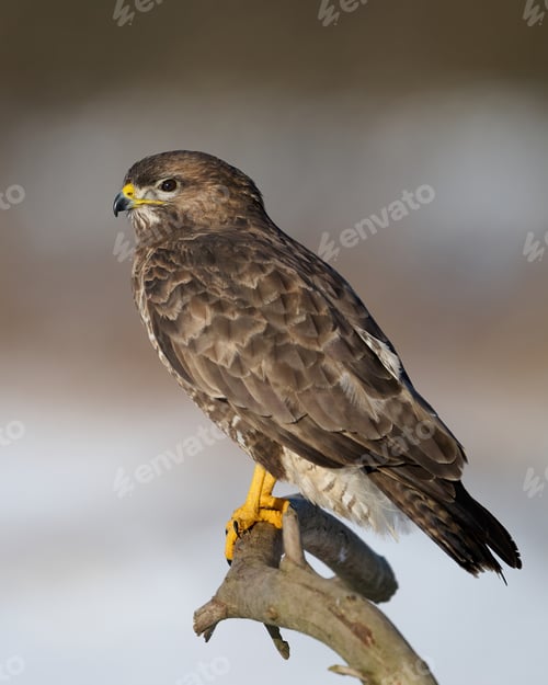 Preview: Common buzzard (Buteo buteo)