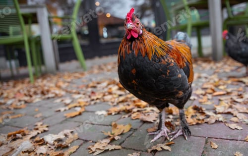 Preview: a cock animal on a street during autum