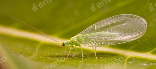 Preview: Golden Eye Lacewing