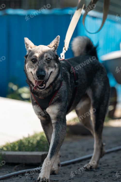 Preview: Happy dog with leash in shelter is ready for walking.