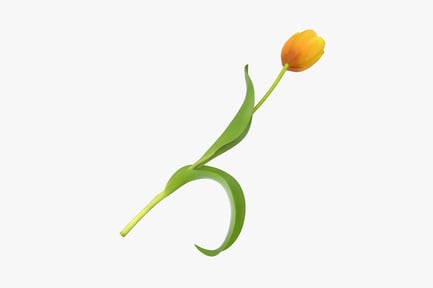 Preview: Single Yellow Tulip: Curled Stem & Leaf