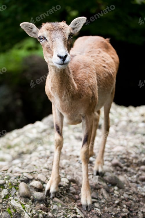 Preview: West Caucasian tur (Capra caucasica)
