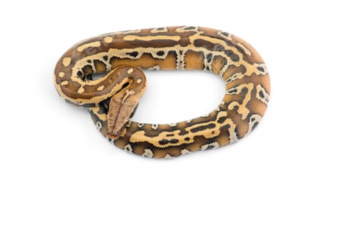 Preview: Sumatran Short Tail Python isolated on white background