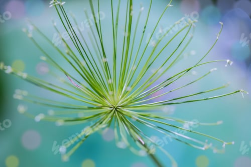 Preview: Close up of a green flower that’s lost its petals against a dreamy colored background