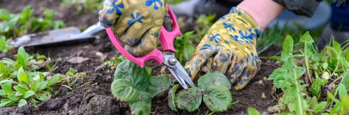 Preview: spring pruning and weeding of strawberry bushes. women's hands weeding weeds and pruning strawberry