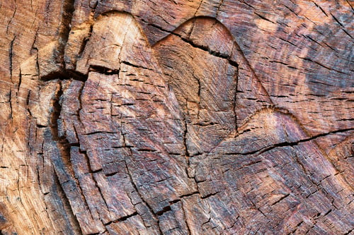 Preview: Old wood huge tree trunk cut texture