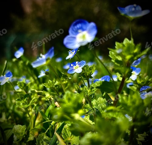 Preview: Spring meadow