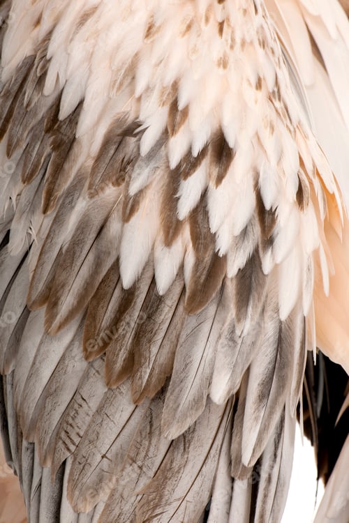 Preview: White Pelican - Pelecanus onocrotalus (18 months)