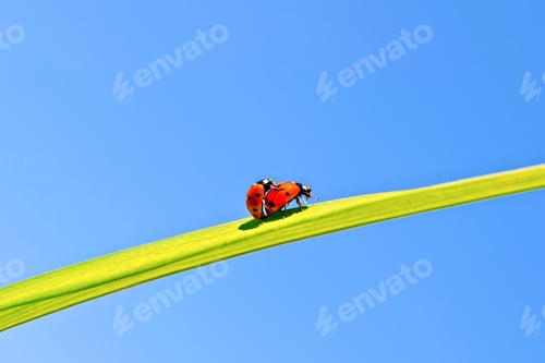 Preview: Ladybugs on background of blue sky