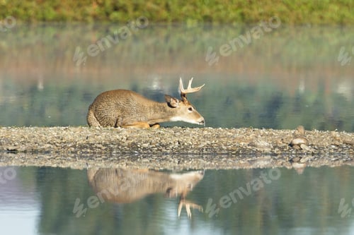 Preview: Male deer lays down on ground.