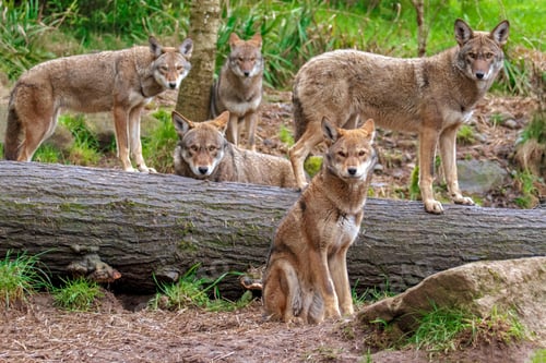 Preview: wolf, pack, togetherness, group, wilderness