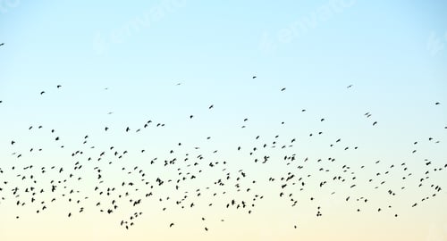 Preview: Big flock of crow birds flying against clear sky