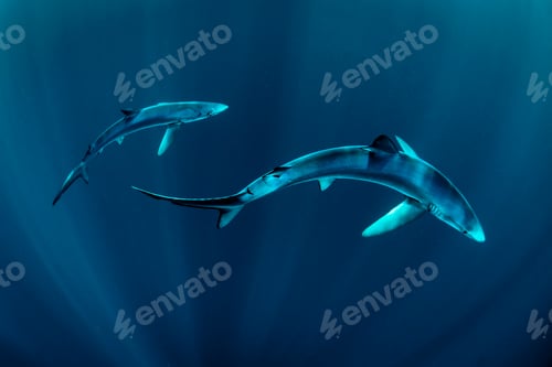 Preview: Two blue sharks (Prionace glauca), swimming underwater, Baltimore, County Cork, Ireland