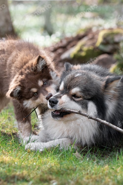 Preview: Portrait of a young Finnish Lapphund dog and puppy playing outdoors