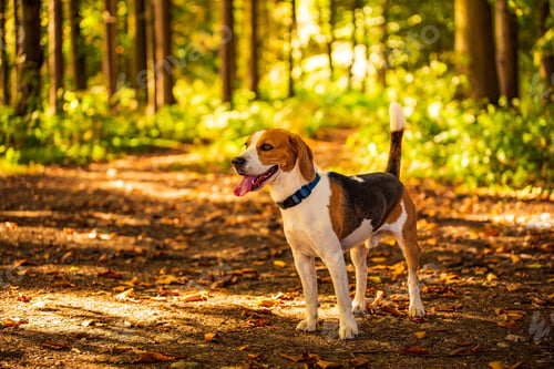 Preview: The beagle dog standing in autumn forest. Portrait with shallow background