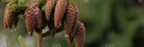 Preview: Banner the top of a spruce tree with cones against a background of green bokeh with copy space.