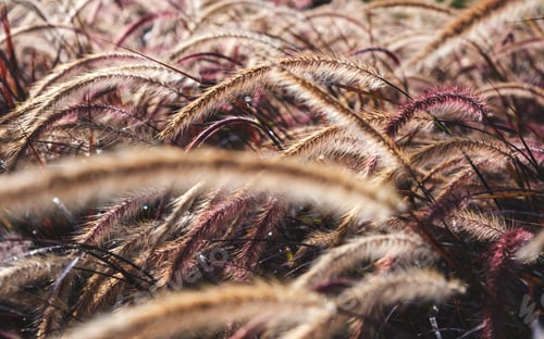 Preview: Closeup image of white , purple and pink poaceae or mission grass in a field