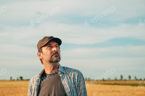 Preview: Farmer standing in ripe wheat field and looking up at the sky