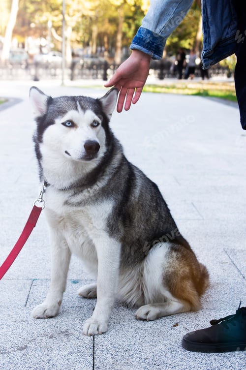 Preview: Husky dog on a walk in a summer park. Vertical image.