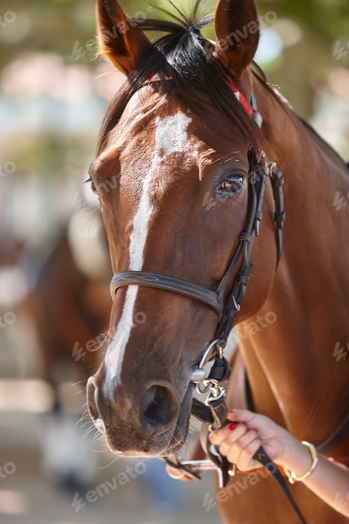 Preview: Race horse head detail. Purebred in the hippodrome. Turf