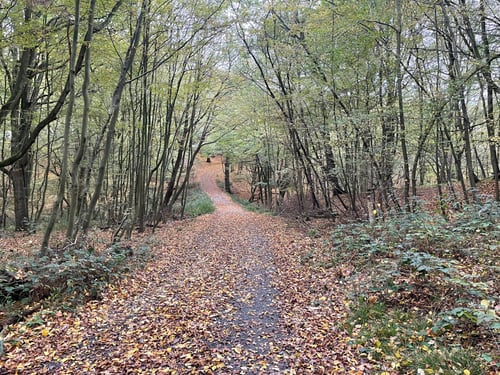 Preview: autumn, nature, forest, fall, road, foliage, tree, leaf, season, landscape, path, yellow, green, ora