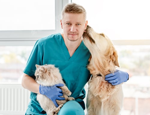 Preview: Golden retriever dog licking man veterinarian