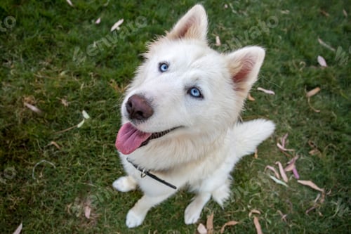 Preview: White Siberian wolf husky dog in the garden