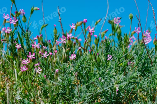 Preview: Landscape Nature- Flowers Of Red Poppy On Background Of Green Grass
