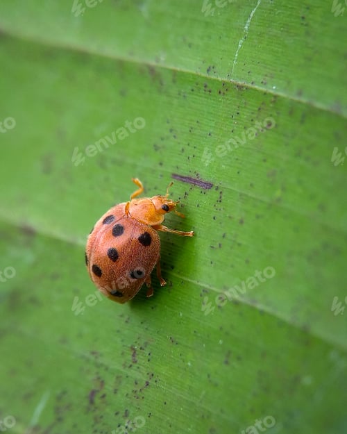 Preview: Ladybug, nature background photo