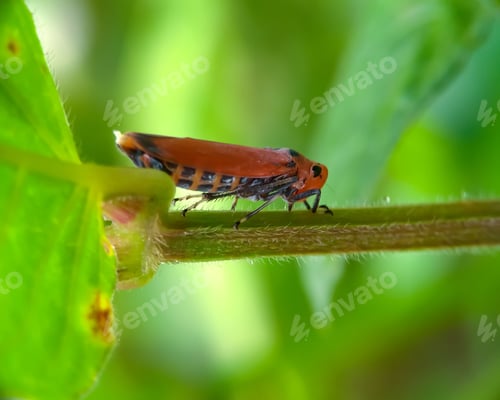 Preview: Nature background photo