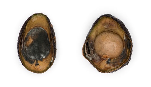 Preview: Decaying avocado slices against white background