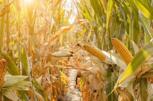 Preview: Maize corn green field summer time under daylight closeup view. Agriculture industrial background