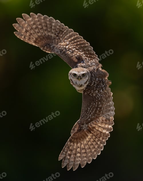Preview: Burrowing Owl in flight