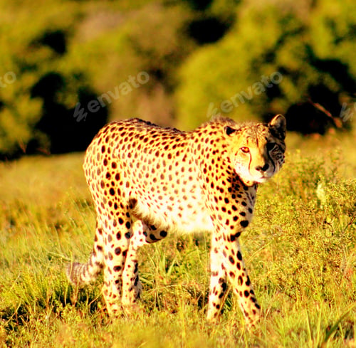 Preview: A Best wildlife safari in the world