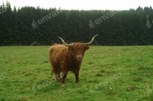 Preview: Closeup on a cute, long horned and woolly coated Scottish Highland cow grazing in a green pasture