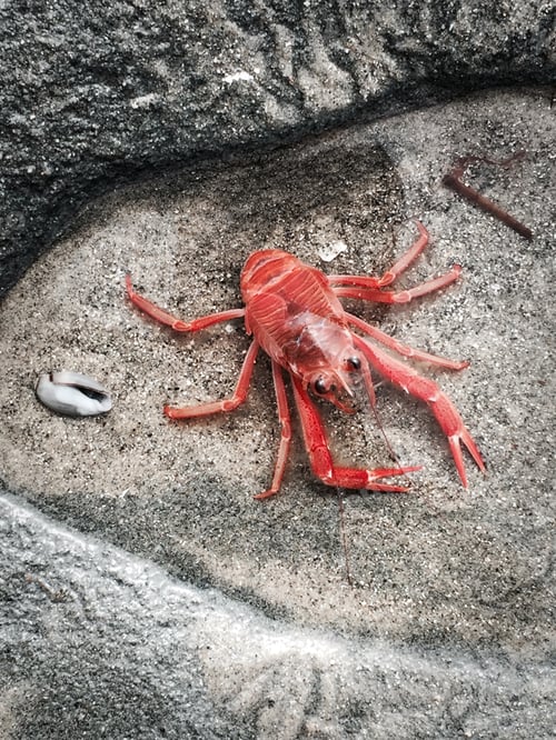 Preview: This right here is a Tuna Crab!