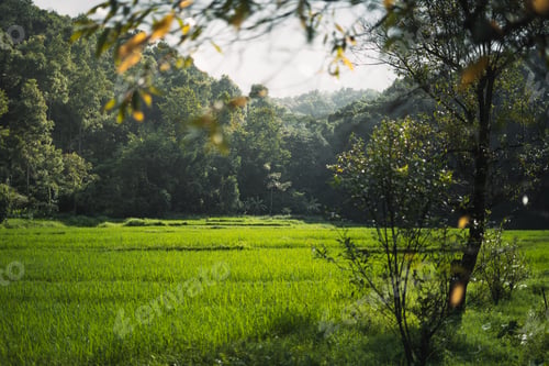 Preview: Rice fields in rural forest at dusk