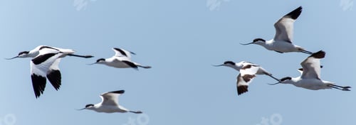 Preview: Pied Avocet, Namibia